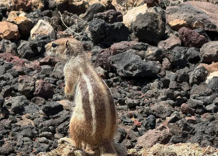 Вилла Outside Con Piscina Majanicho